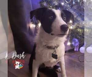 Dash - Male Border Collie Dog for Adoption - Photo #3