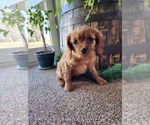 Small Photo #3 Cavalier King Charles Spaniel Puppy For Sale in GREENWOOD, WI, USA