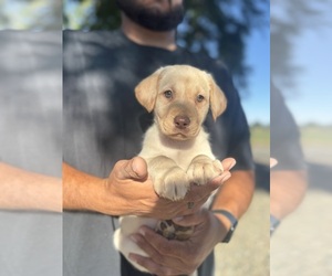 Labrador Retriever Puppy for sale in GERBER, CA, USA