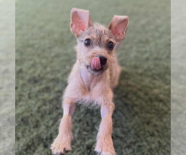 Medium Photo #7 Mutt Puppy For Sale in Phoenix, AZ, USA