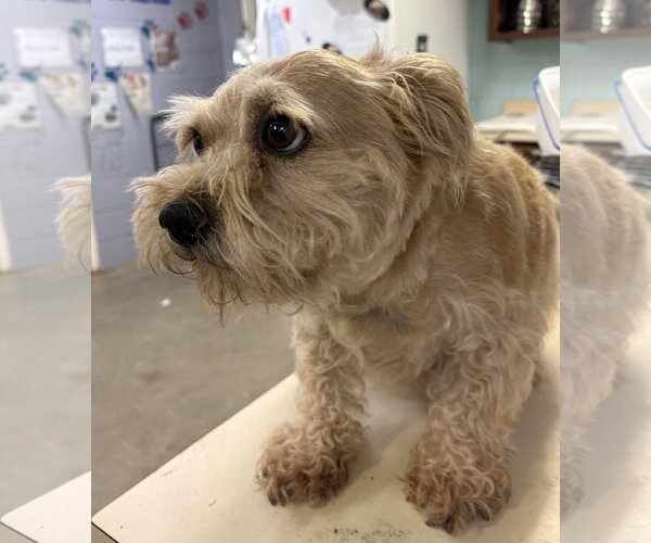 Medium Photo #8 Mutt Puppy For Sale in Amarillo, TX, USA