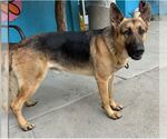Small German Shepherd Dog