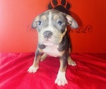 Small #4 American Bully