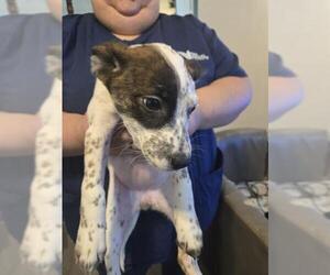Mutt Dogs for adoption in San Antonio, TX, USA