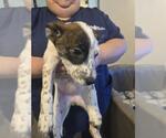 Small Mutt