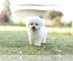 Bichon Frise Puppy for Sale in WARSAW, Indiana USA