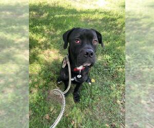 Mutt Dogs for adoption in Forestville, MD, USA