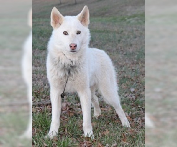 Medium Photo #2 Wolf Hybrid Puppy For Sale in POWELL, TN, USA
