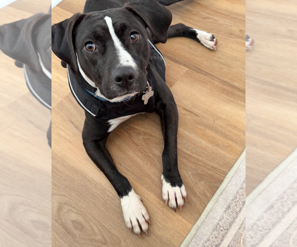 Medium Photo #1 Beagle-Unknown Mix Puppy For Sale in Holly Springs, NC, USA