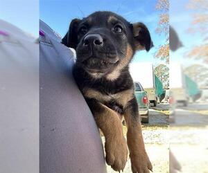 Labrador Retriever-Unknown Mix Dogs for adoption in Houston, TX, USA