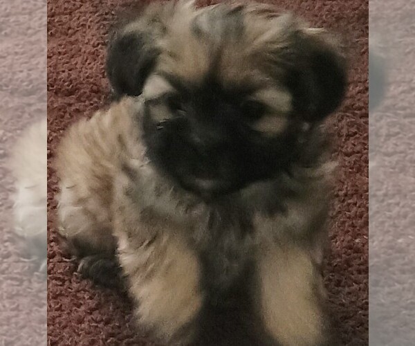 Medium Photo #1 Shorkie Tzu Puppy For Sale in LILBURN, GA, USA