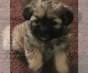 Shorkie Tzu Puppy for sale in LILBURN, GA, USA
