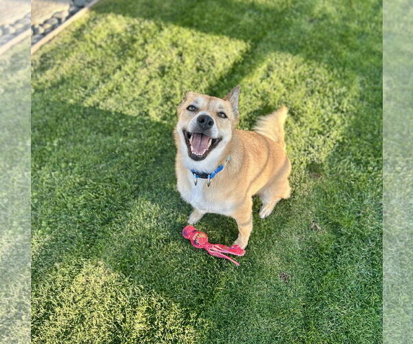 Medium Photo #1 Labrador Retriever-Unknown Mix Puppy For Sale in San Diego, CA, USA