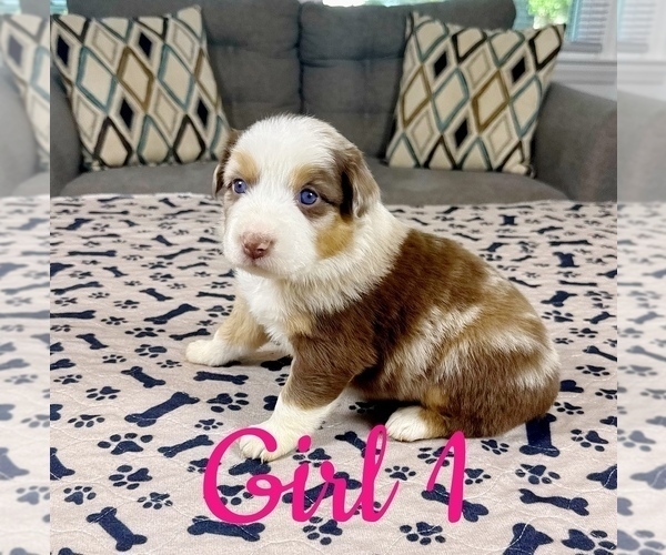 Medium Photo #28 Australian Shepherd Puppy For Sale in SALISBURY, NC, USA