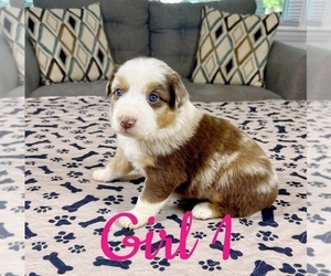 Medium Australian Shepherd