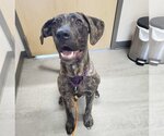 Small #1 Mutt