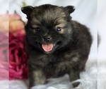 Small #7 Pomeranian