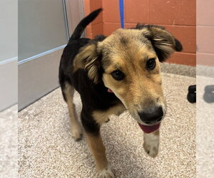 Golden Retriever-Unknown Mix Dogs for adoption in Pueblo, CO, USA