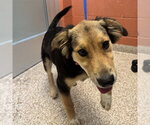 TUFFY - Male Golden Retriever-Unknown Mix Dog for Adoption - Small photo