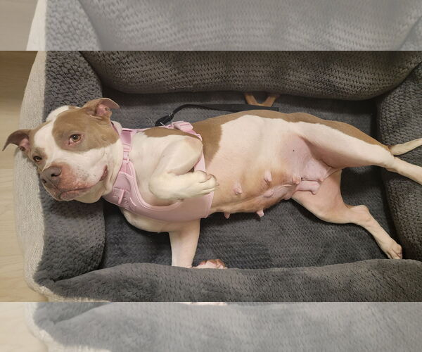 Medium Photo #2 American Pit Bull Terrier Puppy For Sale in Rockville, MD, USA