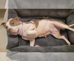Small #1 American Pit Bull Terrier