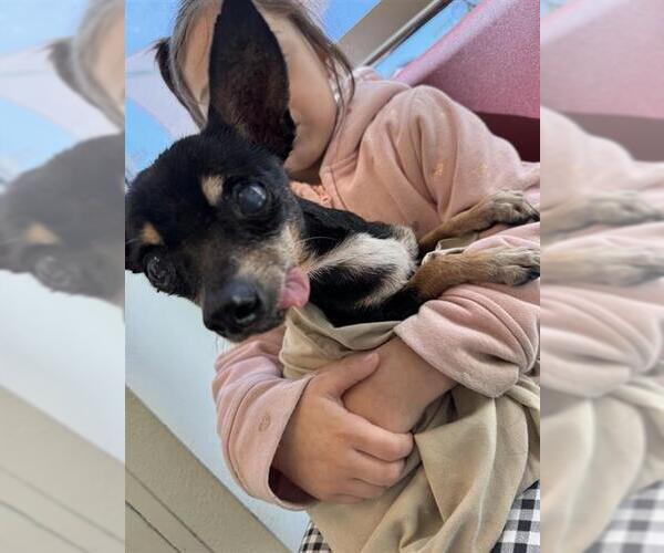 Medium Photo #1 Chihuahua-Unknown Mix Puppy For Sale in San Antonio, TX, USA