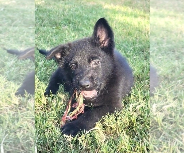 Medium Photo #8 German Shepherd Dog Puppy For Sale in BURLESON, TX, USA