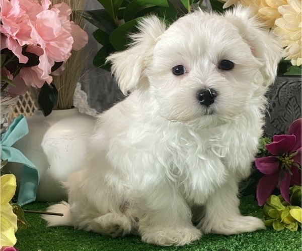 Medium Photo #6 Maltese Puppy For Sale in CANOGA, NY, USA