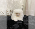 Small #2 Miniature Spitz