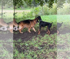 Logan - Male Doberman Pinscher Dog for Adoption - Photo #5