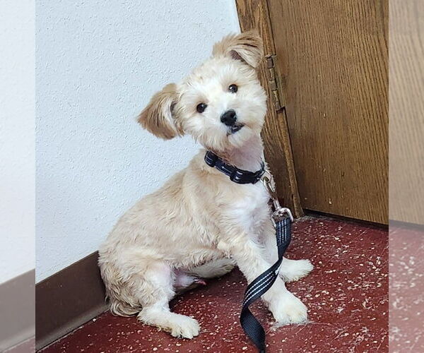 Medium Photo #3 Havanese-Unknown Mix Puppy For Sale in Fargo, ND, USA