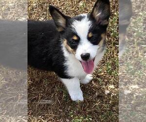 Aussie-Corgi Puppy for sale in BRIGGSDALE, CO, USA