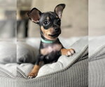 Small Photo #2 Chipin Puppy For Sale in Shermans Dale, PA, USA