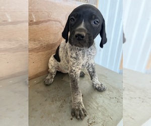 German Shorthaired Pointer Puppy for sale in WARSAW, NC, USA