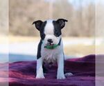 Small Photo #2 Boston Terrier Puppy For Sale in PORT ROYAL, PA, USA