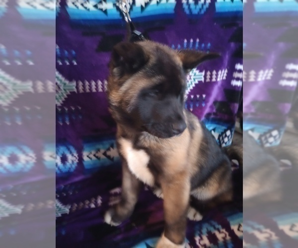 Medium Photo #14 Akita Puppy For Sale in LIVINGSTON, MT, USA