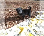 Small Photo #7 German Shepherd Dog Puppy For Sale in FRANKLIN, GA, USA