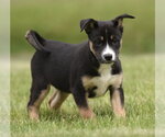 Small Australian Shepherd Mix
