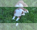 Small Photo #4 Australian Shepherd Puppy For Sale in DAVENPORT, WA, USA