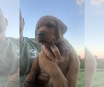 Small Photo #25 Labrador Retriever Puppy For Sale in BLUFF DALE, TX, USA