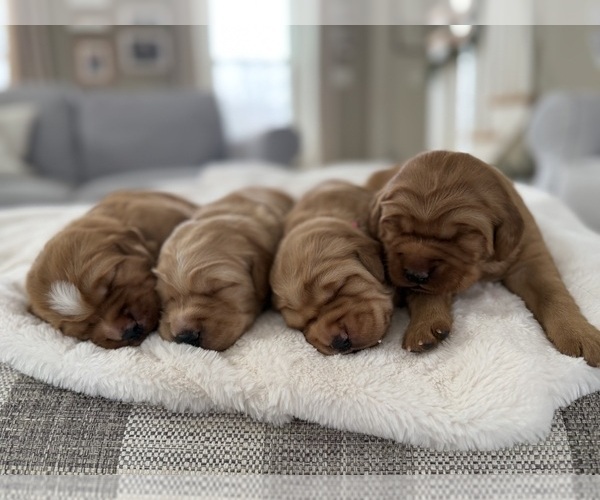 Medium Photo #1 Golden Retriever Puppy For Sale in DE PERE, WI, USA