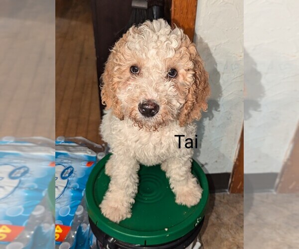 Medium Photo #1 Goldendoodle Puppy For Sale in HOUSEVILLE, NY, USA