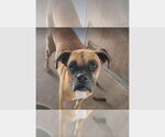 Small #6 Boxer