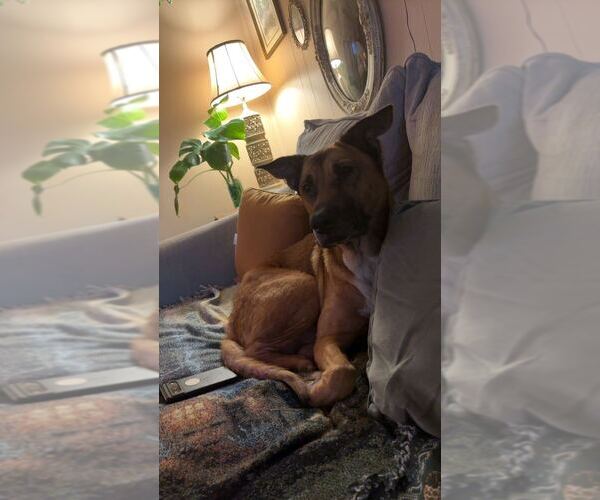 Medium Photo #1 Black Mouth Cur-German Shepherd Dog Mix Puppy For Sale in INDIANAPOLIS, IN, USA