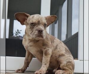 French Bulldog Puppy for sale in INDIANAPOLIS, IN, USA