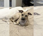 Small #5 Black Mouth Cur-Labrador Retriever Mix