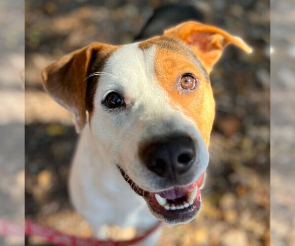 Medium Photo #9 Treeing Walker Coonhound-Unknown Mix Puppy For Sale in Canton, CT, USA