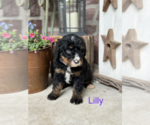 Puppy Lilly Bernedoodle (Miniature)