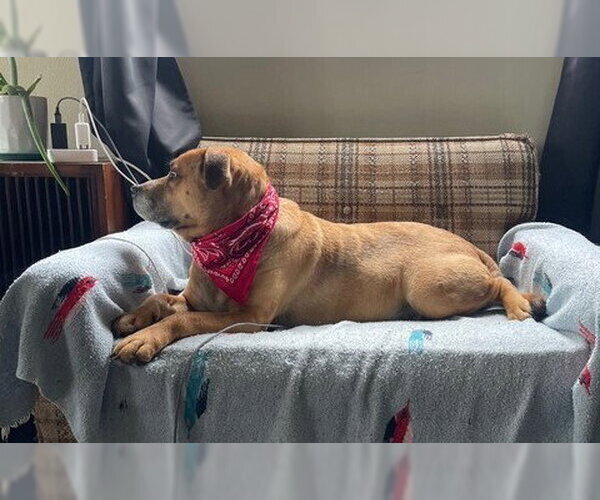 Medium Photo #7 Mutt Puppy For Sale in Candler, NC, USA