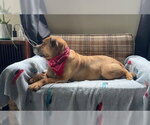 Small #6 Mutt